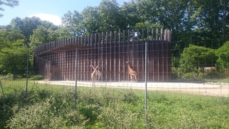 Giraffes at Lyon Zoo